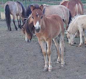Wesco Farms Exactitude